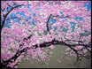 リトグラフ「宴」 絵画 満開の桜